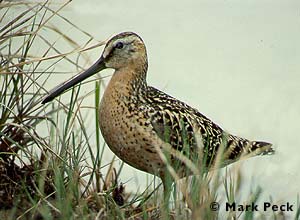 Short-billed Dowitcher