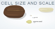 cell size