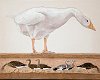 Goose II 16x20in