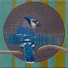 Pulse Blue Jay 8x8