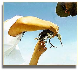 Releasing banded shorebird